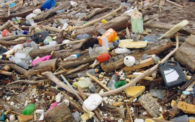 Plastic Ubiquitous Throughout Global Marine Food Chain